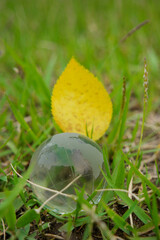 식물을 지켜라, 지구를 지켜라.