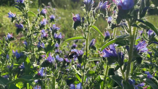 Honey Bee Collects Nectar from Purple Flower. Blueweed Echium Vulgare also know as Viper's Bugloss is a Flowering Plant n the Borage Family Boraginaceae.