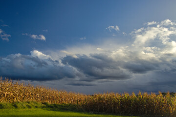 clouds over the corn field, chmury nad polem kukurydzy