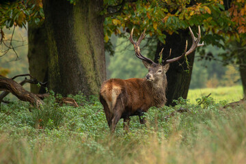 Naklejka na ściany i meble A male red deer stag standing in front of trees. He has grass on his antlers and is looking back over his shoulder. His coat is wet after heavy rain