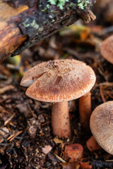 Small mushrooms in the Sierra de Guadarrama National Park, Madrid, Spain