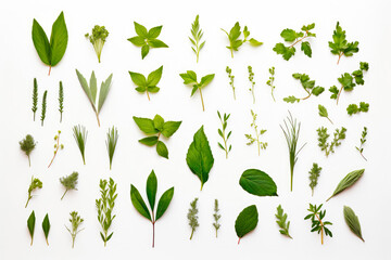Collection of fresh healthy herb leaves on white background. Fresh wholefoods farmer's market...