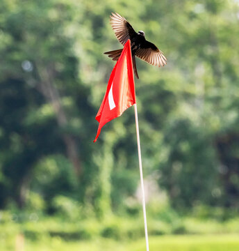 Part of a sequence shot wherein a drongo is attempting to land on a flag ple located at the no7 green at a golf course