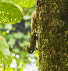Horribilis squirrel in its natural habitat on a tree in Manas National Park, Assam , India - obrazy, fototapety, plakaty