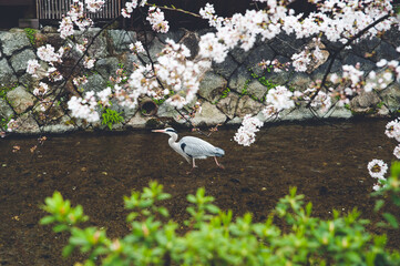 piękny biały ptak wędrujący w rzece, kwitnąca wiśnia podczas sakura season - obrazy, fototapety, plakaty