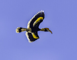 The Great Hornbill in flight with all features clearly visible highlighted against a beautiful blue...