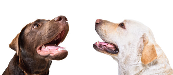 Portrait of two cute labradors, closeup, side view, isolated on white background
