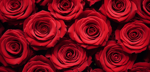 Red Rose Extravaganza: A Top-View Panoramic Banner for St. Valentine's Day or Sant Jordi