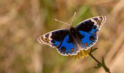 butterfly with fully spread wings, Junonia orithya