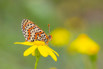 Close up of butterfly Melitaea didyma on flower with green background