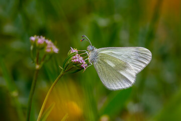 small white butterfly on plant, Eastern Wood White, Leptidea duponcheli