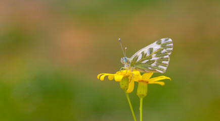 white butterfly on yellow flower, Pontia chloridice, Small Bath White