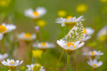 little blue butterfly perched on a daisy, Pontia chloridice, Small Bath White