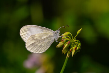 Obraz premium small white butterfly on plant, Eastern Wood White, Leptidea duponcheli