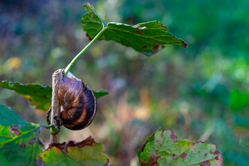 Garden snail (Cornu aspersum) on a currant branch. The family of land snails (Helicidae). Spring, June.