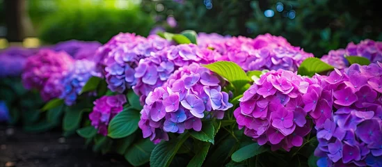 Fotobehang In the beautiful season of summer nature awakens with vibrant colors and lush green leaves adorned with stunning flowers and delicate petals Hydrangeas known for their amphoteric nature bloo © TheWaterMeloonProjec