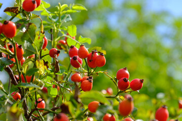 Rote, reife Hagebutten im Strauch einer Heckenrose (lat. Rosa canina) - im hellen Grün