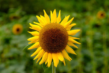 Einzelne Sonnenblume (lat.: Helianthus annuus) in einem Sonnenblumenfeld freigestellt