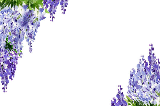 Watercolor Background With Branch Of Wisteria Blossom Flowers, Hand Drawn Illustration With Spring Lilac Flowers, Blue Plant Isolated On White Background