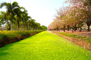 Pink Tecoma flowers or Thai cherry blossoms and Foxtail palm planted on each side of the canal help...