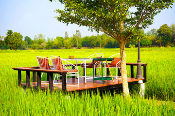 Sit and relax on white chairs on a raised wooden floor with a balcony near the tree in a coffee shop in the middle of a rice field.                               
