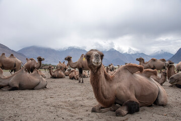 The Bactrian camels on the sand dunes of hunder in the Nubra Valley, Ladakh