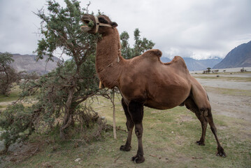 The Bactrian camels on the sand dunes of hunder in the Nubra Valley, Ladakh