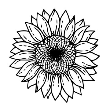 Coloring book page for adults. Vector illustration of sunflower element