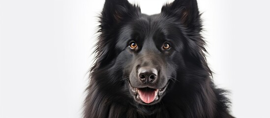 The cute and beautiful black canine with a purebred fur is happily posing for a portrait on a white background creating an adorable and isolated image