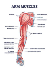 Arm muscles medical description with labeled latin titles outline diagram. Educational scheme with physical muscular system vector illustration. Deltoid, biceps, triceps and teres parts location. - obrazy, fototapety, plakaty