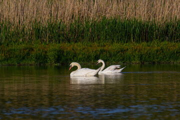 The mute swan Cygnus olor on the water of a small river. A beautiful white bird
