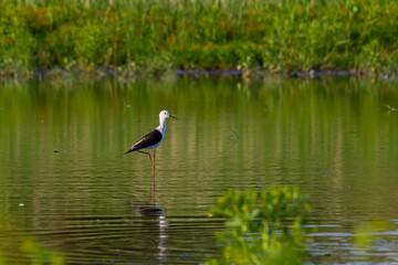 Cute Long legged bird. Colorful Nature background Black winged Stilt Himantopus himantopus