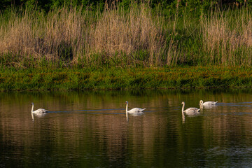 Naklejka na ściany i meble The mute swan Cygnus olor on the water of a small river. A beautiful white bird