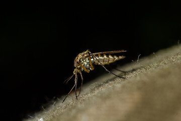 macro of Mosquito Suck in blood,Mosquito using mouth drill through clothes,mosquitoes are carrier of human and animal diseases,selecttive focus