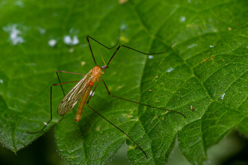 The insect, the Limonia stork fly in the family Limoniidae, has a very small body with orange coloration and long stilt legs and large black eyeballs