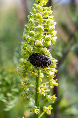 White spotted rose beetle: A Beneficial Insect for Pollination and Organic Recycling. Oxythyrea funesta