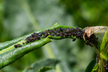 The black bean aphid Aphis fabae is a member of the order Hemiptera. Other common names include...