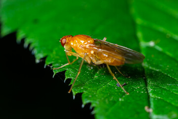 Male common fruit fly Drosophila Melanogaster sitting on a blade of grass with green foliage background