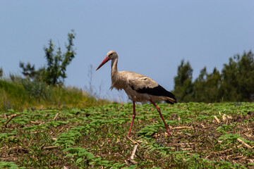 White stork, Ciconia ciconia bird is hunting on grassy swamp