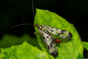 Closeup on a German scorpionfly , Panorpa germanica sitting on a green leaf