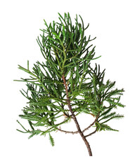 Branch of a christmas pine leaf on white background