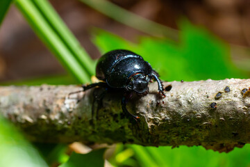 Earth boring dung beetles, Anoplotrupes stercorosus