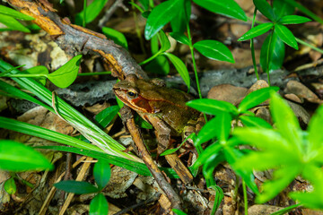 The wood frog, Lithobates sylvaticus or Rana sylvatica. Adult wood frogs are usually brown, tan, or...