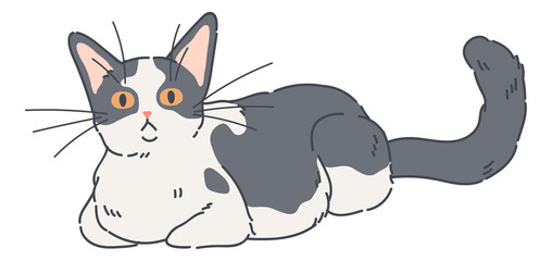 Funny cat. Serious face expression. Laying pet