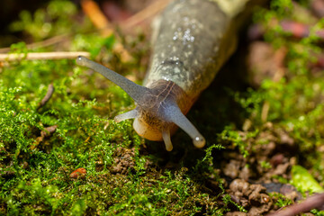 Limax maximus - leopard slug crawling on the ground among the leaves and leaves a trail