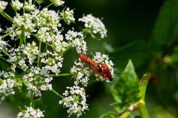 Common red soldier beetle Rhagonycha fulva