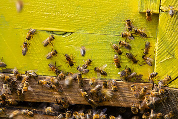 Yellow hive of bees close up, Many bees at the entrance to the hive on a sunny day