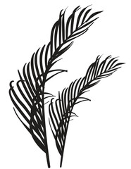 Hand drawn Coconut Leaves vector illustration