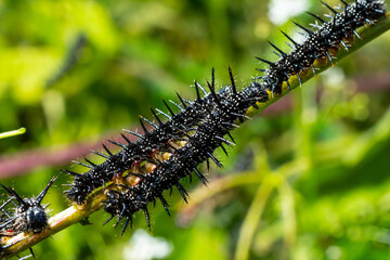 caterpillars of a European peacock butterfly on green leaves they feed on