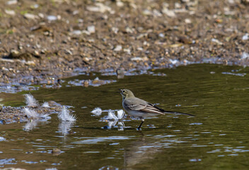 Motacilla alba - The white wagtail, is a small species of passerine bird in the Motacillidae family